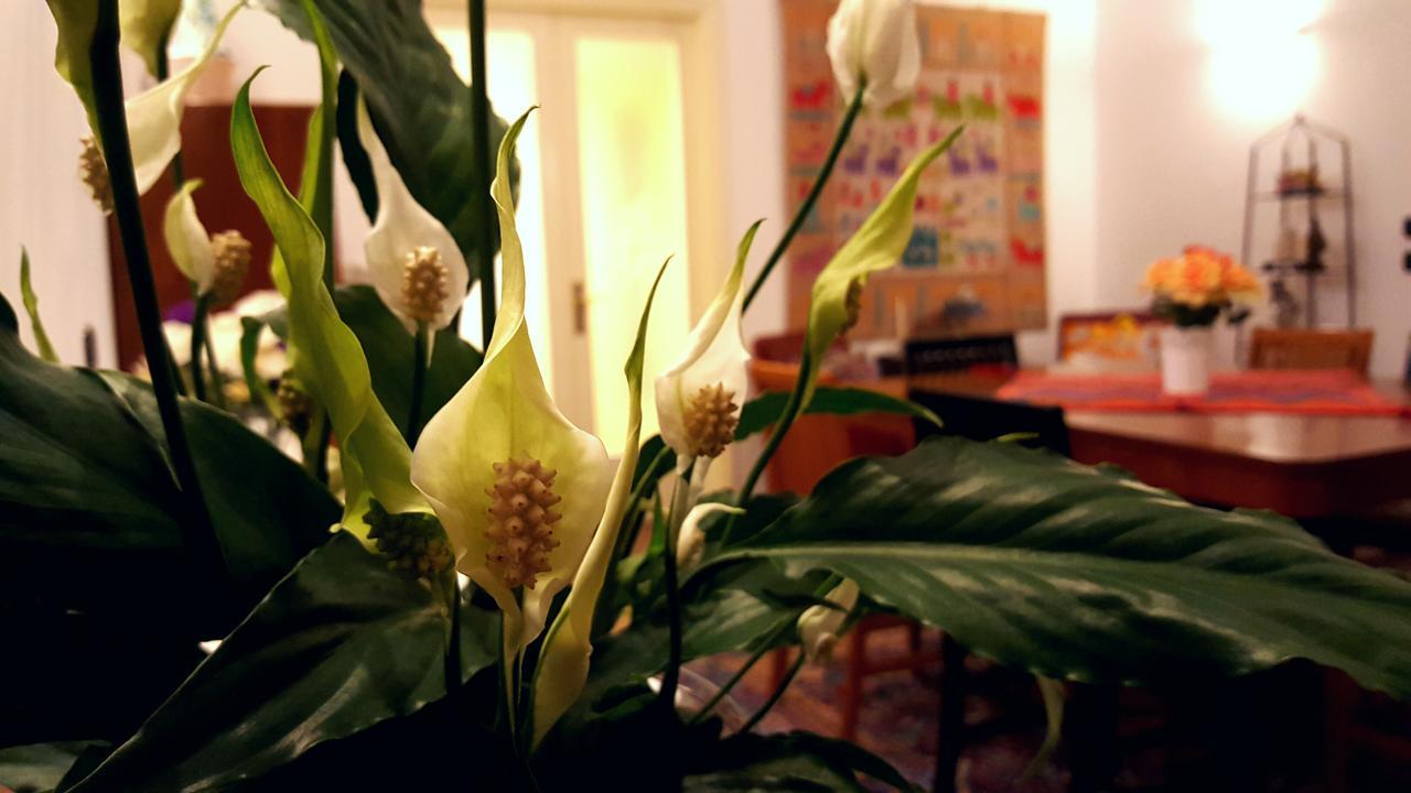 Attico Barocco Bed & Breakfast เลชเช ภายนอก รูปภาพ